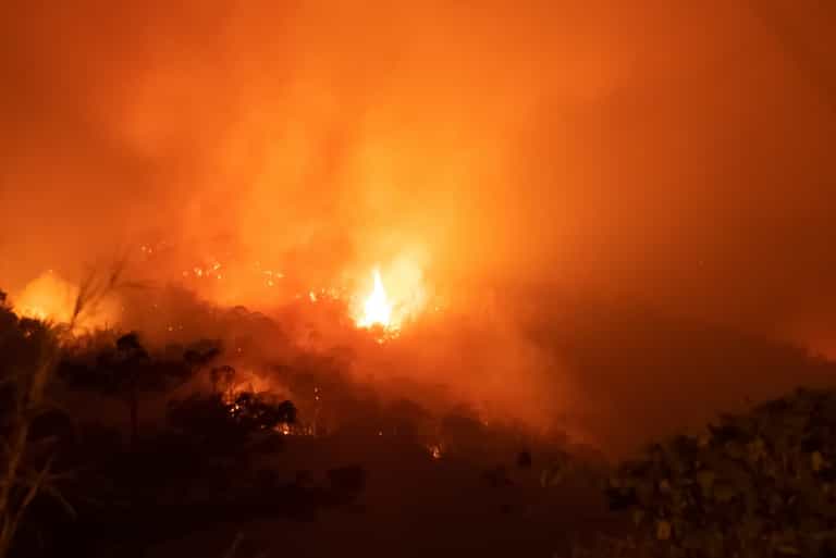 The Amazon Rainforest Is Burning: Here’s How To Help