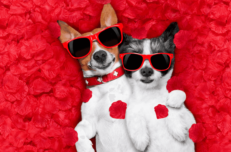 Dogs Trust has created lonely hearts ads for some of their dogs and we’re in love