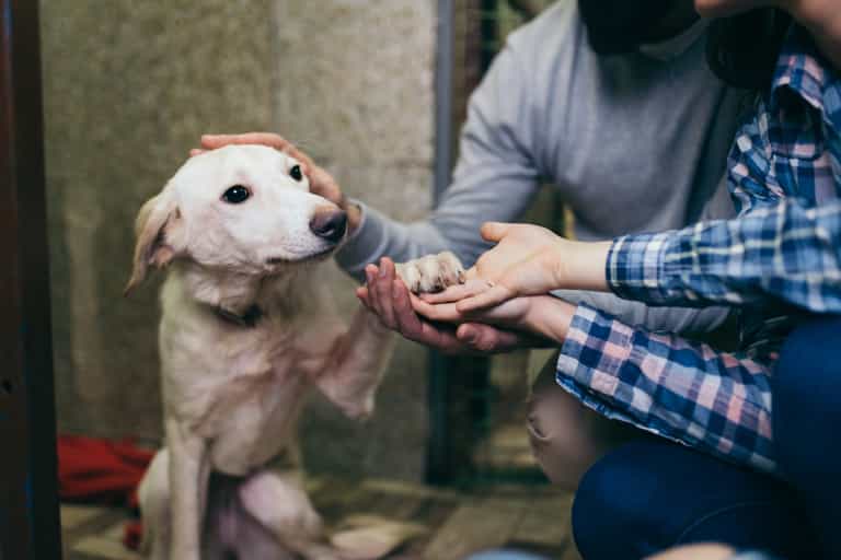 Drogheda Animal Rescue posts ‘frustrated’ message in response to ‘ridiculous’ requests for dogs