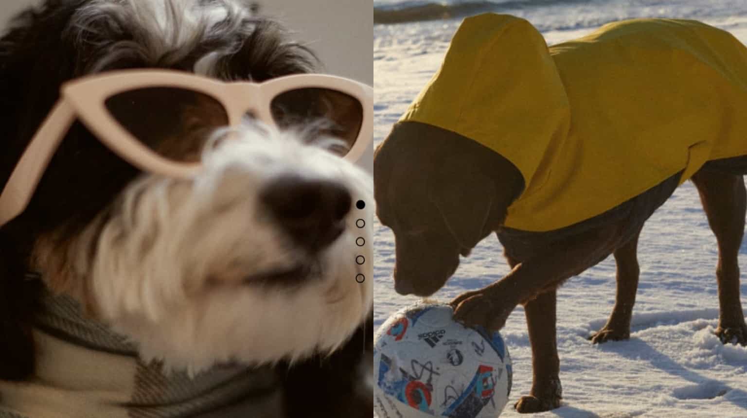 Zara has branched out into pet wear and the internet has a lot to say about it 