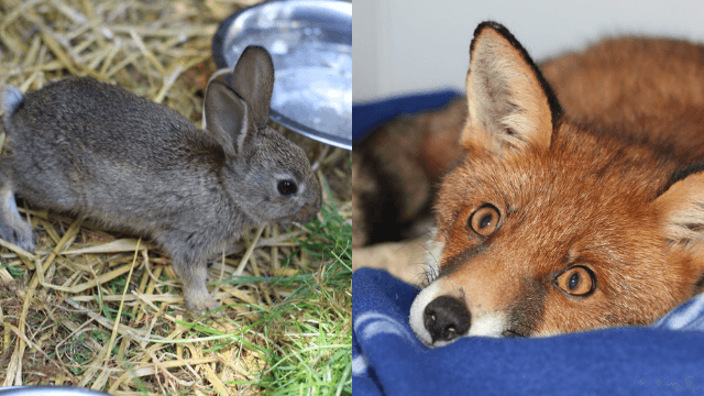 Ireland’s first wildlife hospital to open in Meath pub