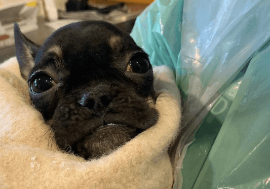 Gardaí have seized 33 dogs and other animals in a search of two apartments in Dublin