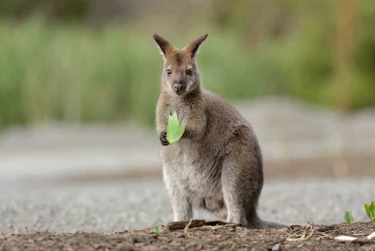 Search continues for missing female wallaby in Tyrone