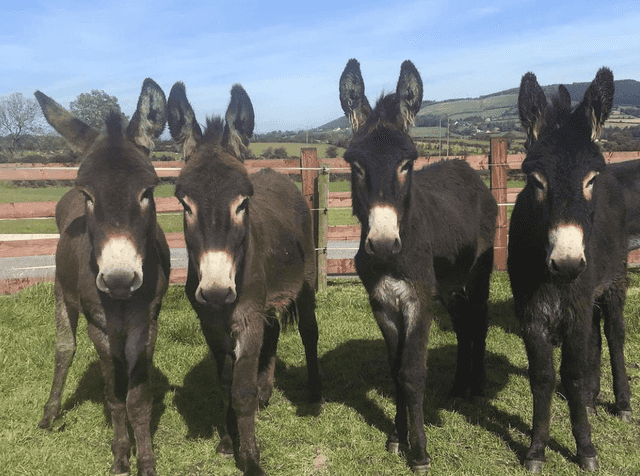 Donegal Donkey Sanctuary running ‘dangerously low’ on supplies issues appeal to public