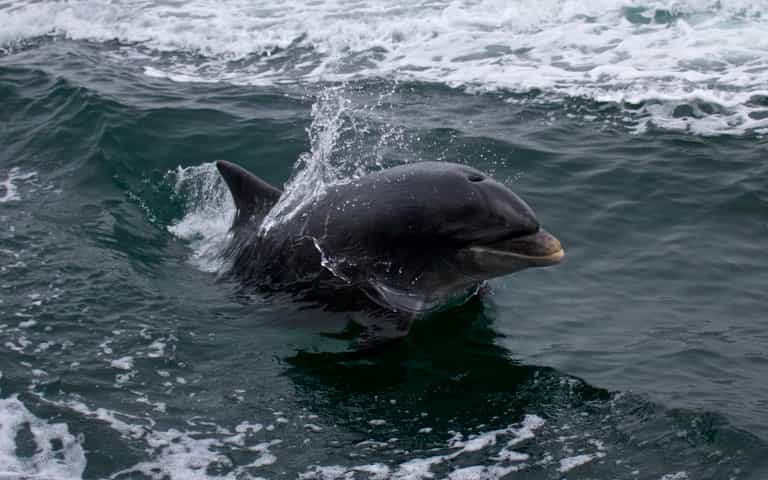 Remembering Fungie three years after he went missing from Dingle