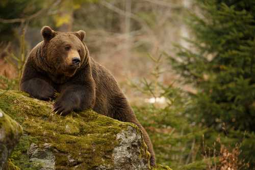 Brown bears to return to Irish shores for the first time in thousands of years