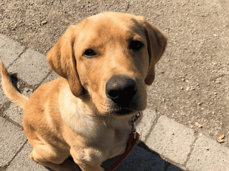 This Dundalk Secondary School Has A Labrador Puppy As A Mascot