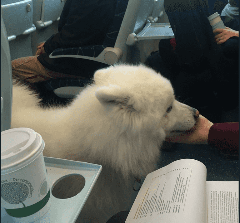 Irish Rail passengers were joined by an adorable commuter this morning