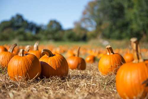 You Can Pick Your Own Pumpkin At This Pumpkin Patch In Meath