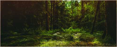 Opt for an eco-friendly option this Christmas and ‘Gift a Tree’