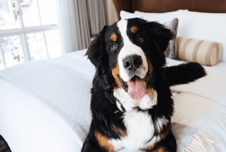 This ski resort will hire you as their resident dog’s ‘fur butler’
