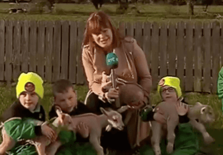 People fell in love with these lamb quadruplets on the RTE News last night
