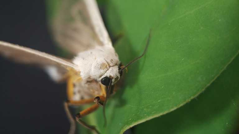 False nails and a moth among complaints about foreign objects found in food in 2019