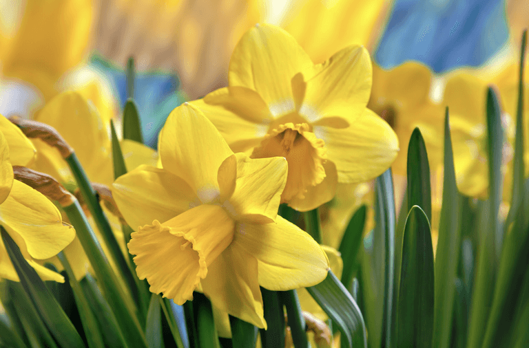 Irish Cancer Society forced to cancel Daffodil Day due to coronavirus