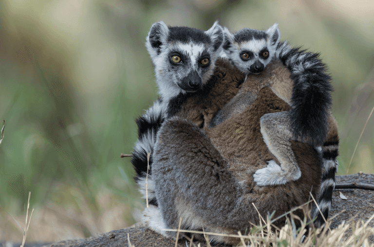Tayto Park need help naming their fluffy new arrivals