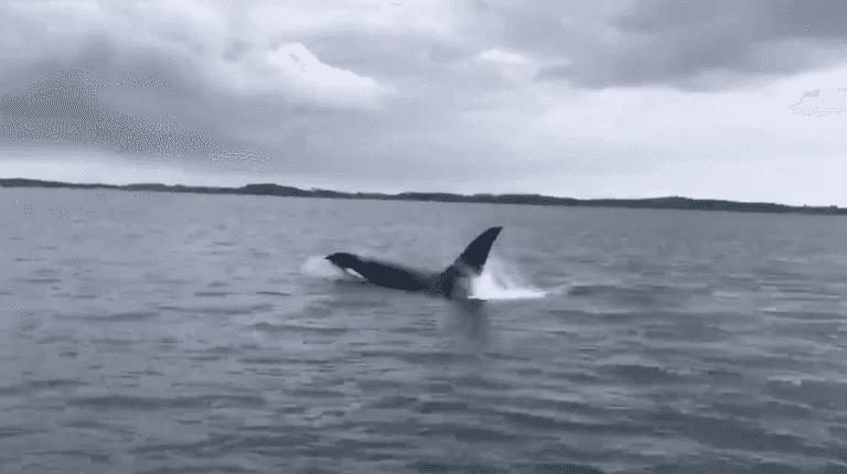 A Killer Whale was spotted in Strangford Lough Co. Down yesterday