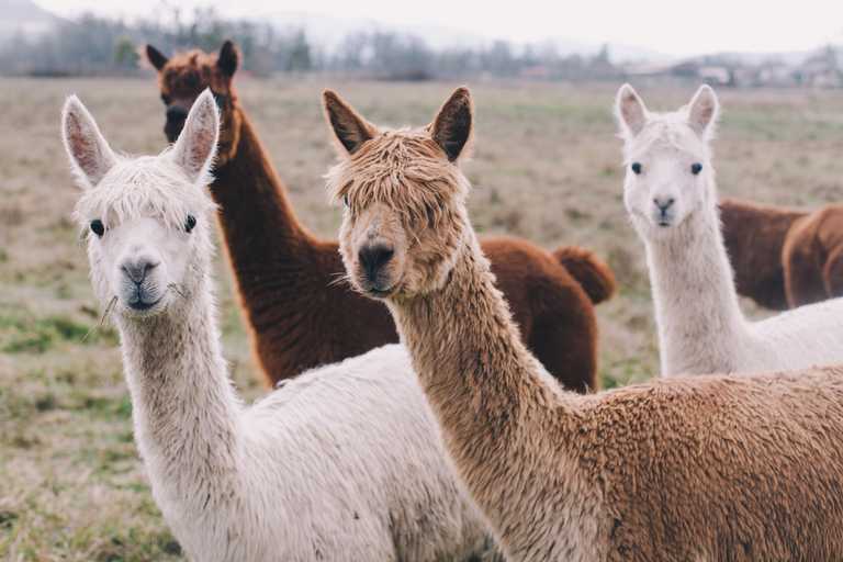 You can now book a private video chat with an alpaca You can now book a private video chat with an alpaca