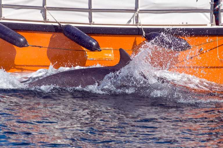 Fisherman keeping Fungie the dolphin company during lockdown Fisherman keeping Fungie the dolphin company during lockdown
