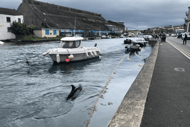 A whale was spotted in Wicklow Harbour today