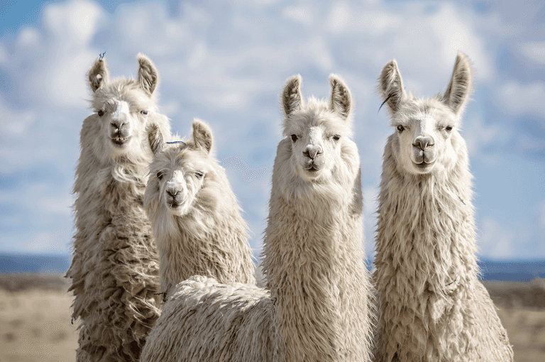 Experts believe llamas could be the key to treating Covid-19