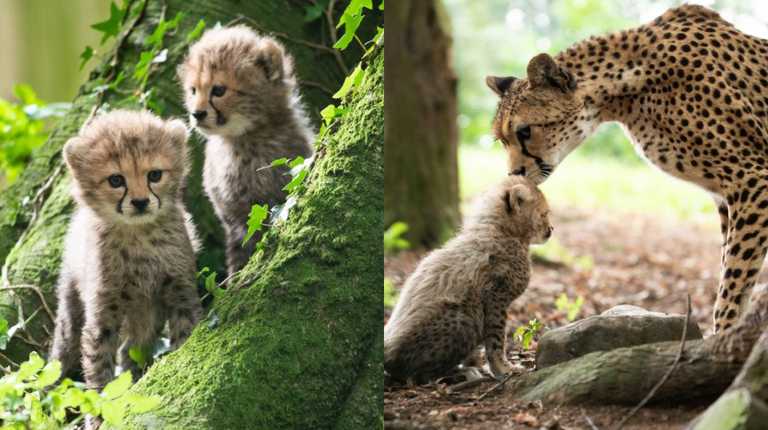 PICS: Fota Wildlife Park needs help naming its newest arrivals
