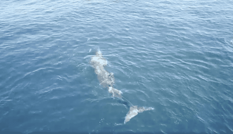 WATCH: Rare drone footage captured of world’s second-largest whale species in Irish waters
