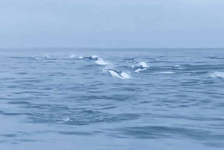 WATCH: Hundreds of dolphins spotted enjoying the water off the Irish coast