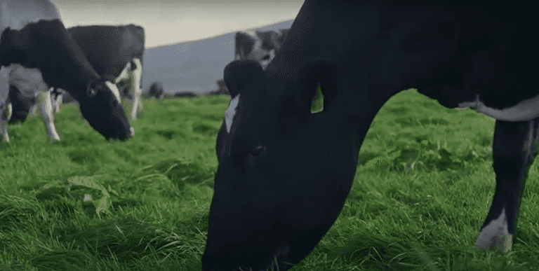 WATCH: Video explains why Irish butter is the best in the world