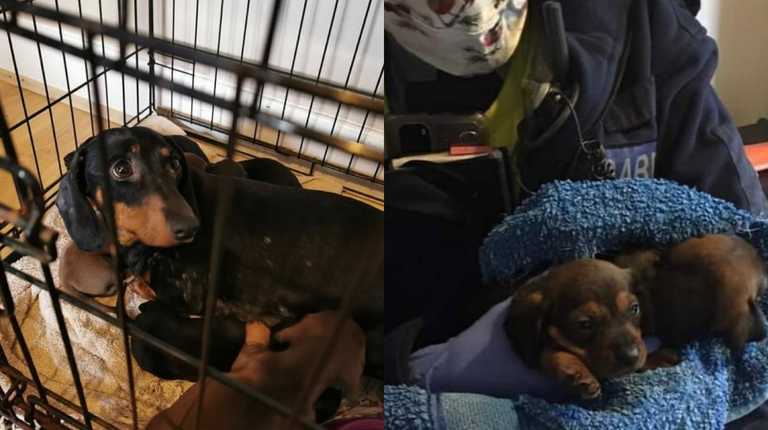 Gardaí appealing for public help to reunite 32 stolen dogs with owners