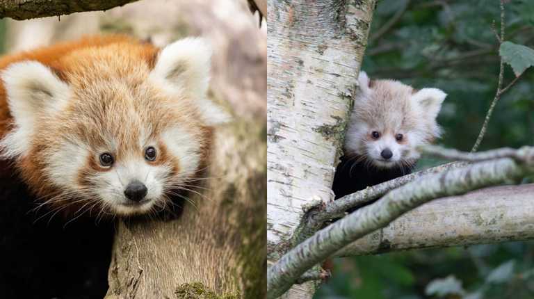 PICS: Fota Wildlife has just welcomed twin Red Panda cubs and they’re extremely cute