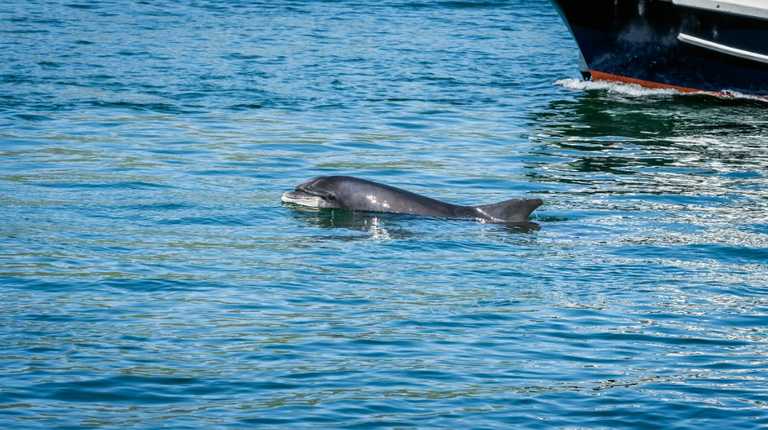 Great news – Fungie the dolphin has been spotted safe and well