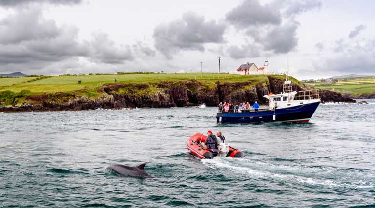 News of the search for Fungie the dolphin has gone global