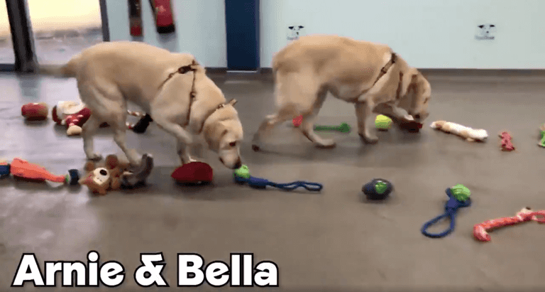 Watch the adorable moment these dogs pick their own Christmas presents