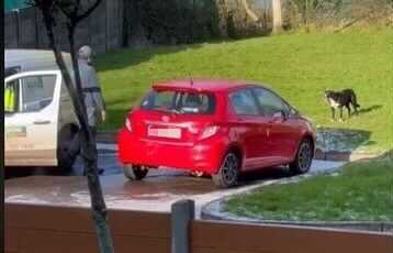 WATCH: This video of a postman playing fetch with a neighbour’s dog will get you right in the feels
