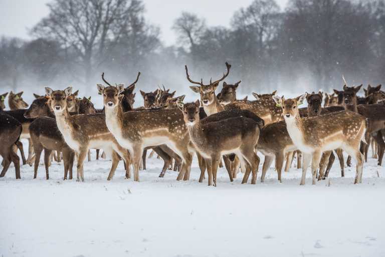 Snow warning issued for 18 counties starting from 6am on Sunday