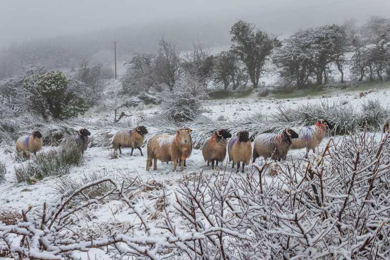 Temperatures dropped as low as -6.4 degrees in parts of Ireland last night