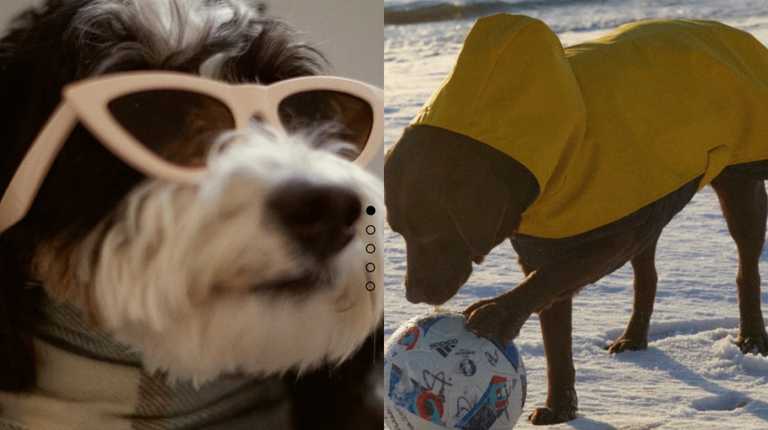 Zara has branched out into pet wear and the internet has a lot to say about it 