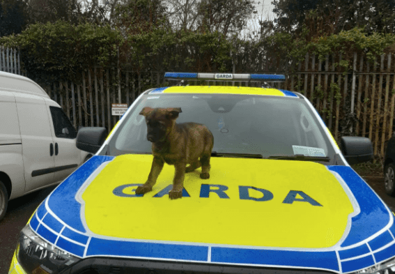 PICS: The Gardaí have introduced Cody, their adorable new crime fighting pup