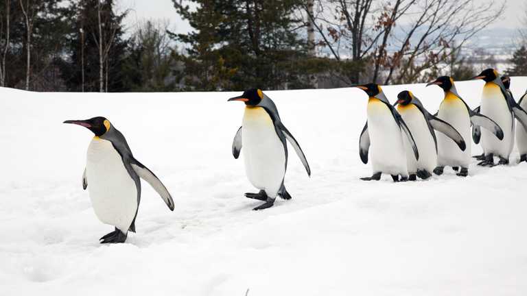 ‘Walk like a penguin’ – Met Éireann’s advice on how to avoid slips and falls in wintry conditions