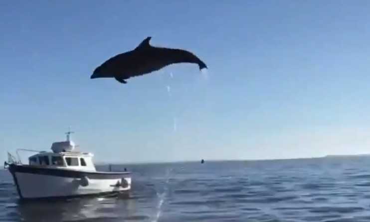 WATCH: Dolphin spotted enjoying the sunshine in Galway Bay yesterday 