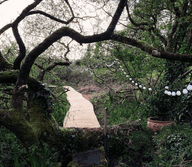 forest in Tipp with a wooden trail, fairylights hang in the trees
