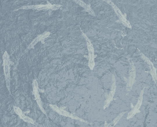 There were a lot of unexpected visitors to Irish waters this week.. who will we see next?