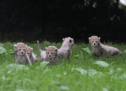 Fancy naming these cheetah cubs at Fota Wildlife Park?