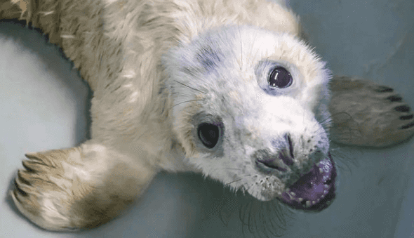 Seal Rescue Ireland have issued advice to follow during Grey Seal Pupping Season