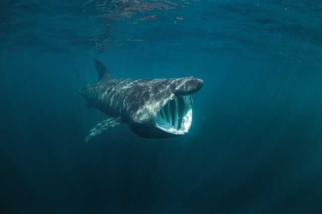 This scuba diver caught underwater footage of the basking sharks off the coast of Clare