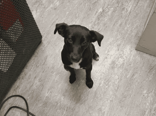 Dog that took train from Newbridge to Heuston has been reunited with her owner