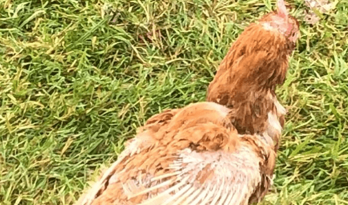 In need of some wholesome Thursday content? Look no further than the friendship between this man and his chicken!