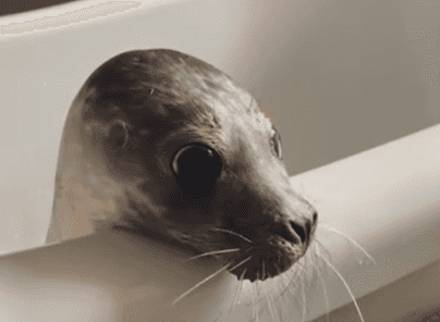 You can book a tour to meet and feed seals in Wexford
