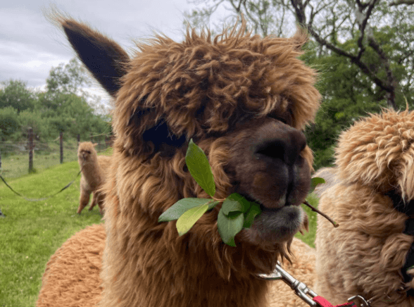 Louth alpaca farm has a unique use for old Christmas trees