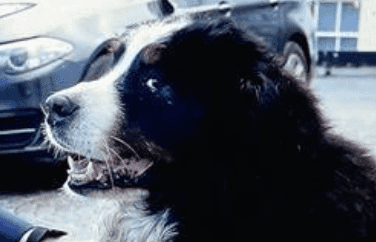 These pictures of Bród and Misneach meeting the Taoiseach capture the mood of a nation